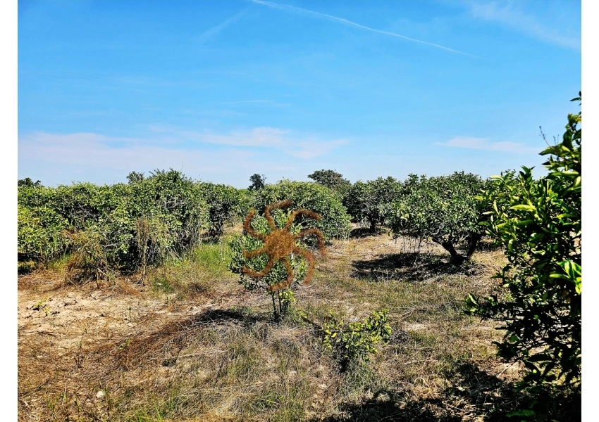Sad pomarańczowy z budynkiem,  Cullera, Walencja